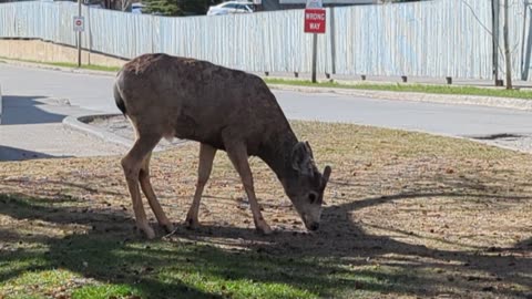 Visiting the Tim Hortons and local Mule Deer. Banff, Alberta.