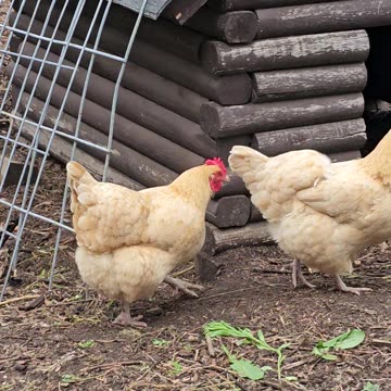 OMC! Three hens upset because their favorite nesting box is in use! #upset #chickens #orpington