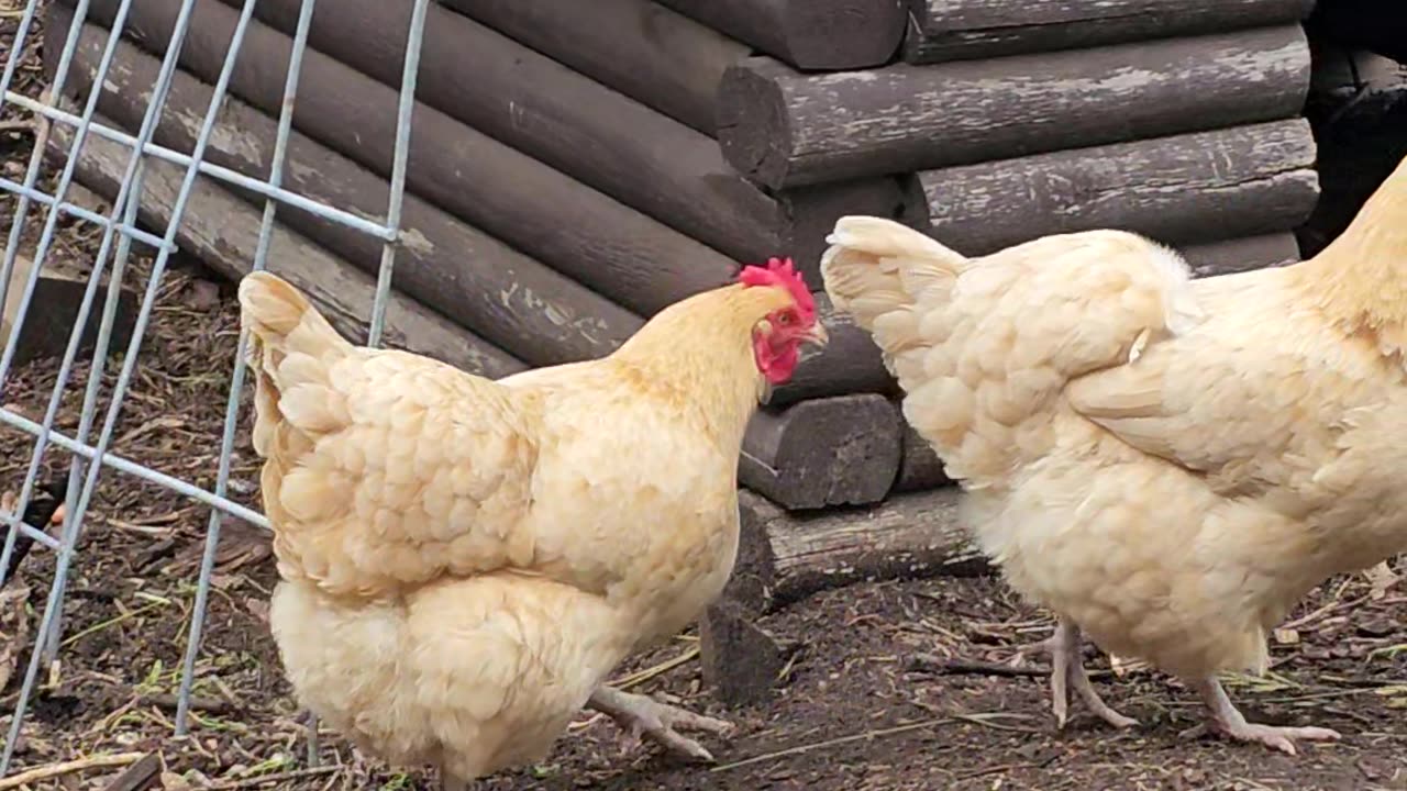 OMC! Three hens upset because their favorite nesting box is in use! #upset #chickens #orpington