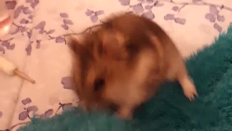 HAMSTER EATING IT SHOULDN'T