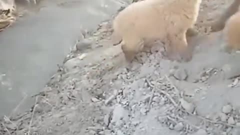 New Funny Videos 2023 😍 Cutest Cats and Dogs 🐱🐶 Part1
