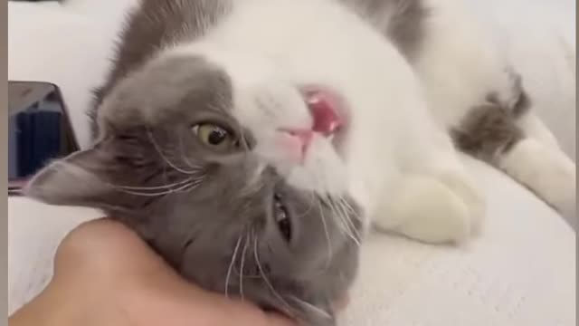 So sweet cat in funny