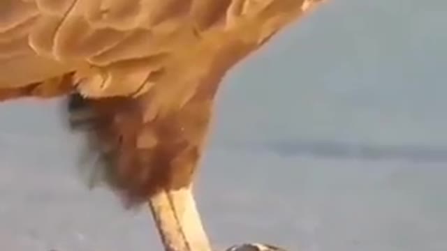 eagle eating snake