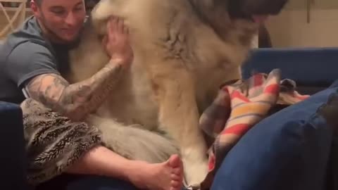 Caucasian Shepherd Yogi the Massive Guard Dog