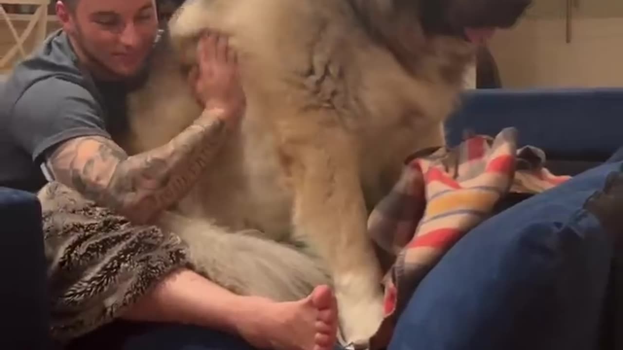 Caucasian Shepherd Yogi the Massive Guard Dog