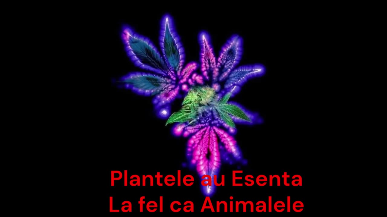 Plantele, la fel ca și animalele au Esență
