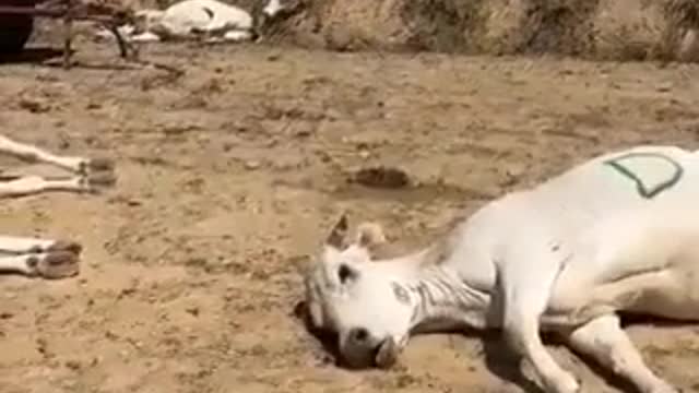 Cattle Die-Off in Italy August 2022