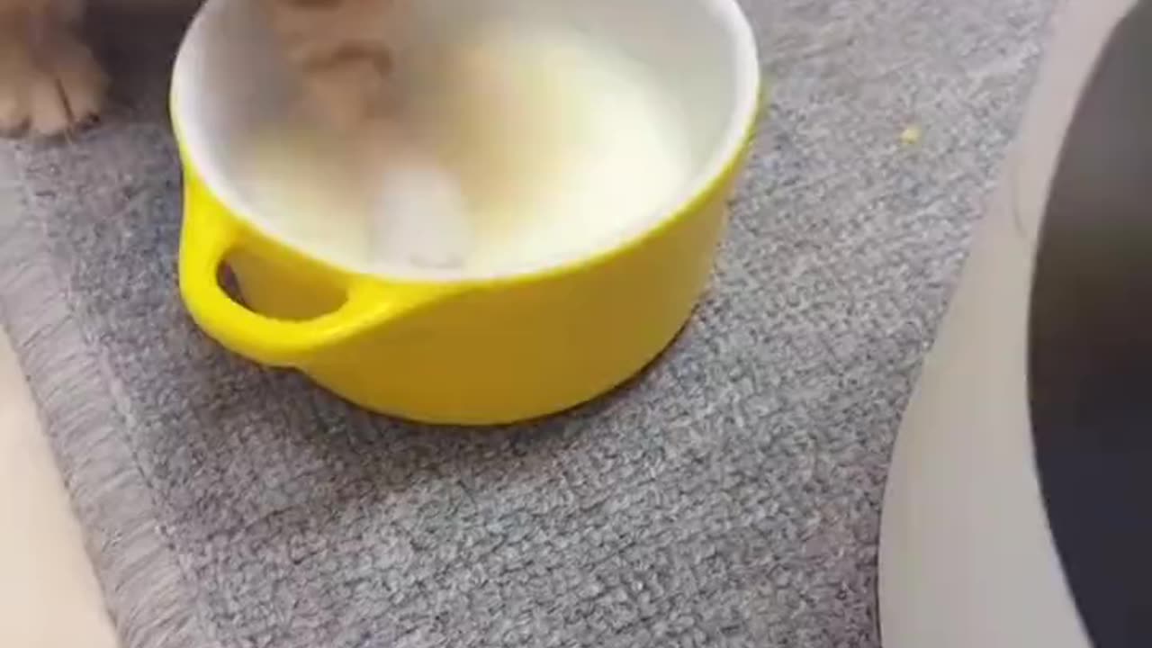 Cute cat looks like lion cub while drinking milk