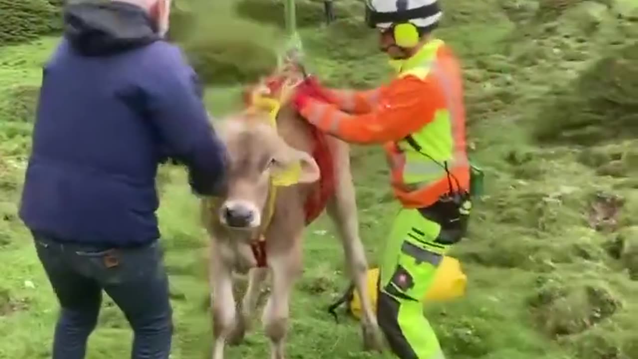 Donkey Airlift!