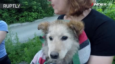 Štene tri mjeseca živjelo u kanalizaciji