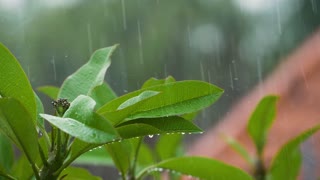 Close Up Shot Rain