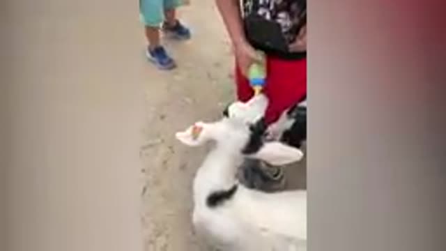 Funny Compilation try not to laugh2021