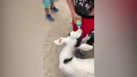 Funny Compilation try not to laugh2021