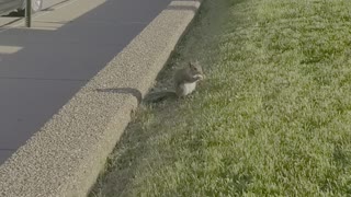 Squirrel eating snacks