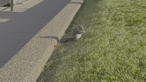 Squirrel eating snacks