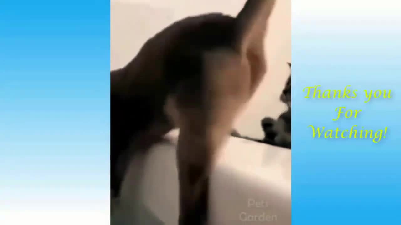 Naughty Cat Pushes Partner into the Water