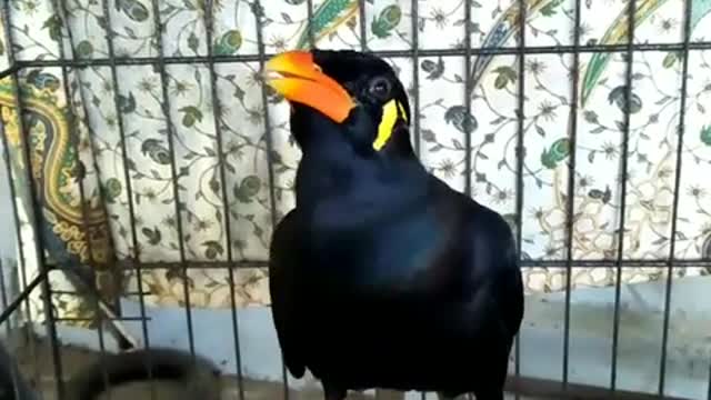 Mynah Bird Talking 'Awekku'