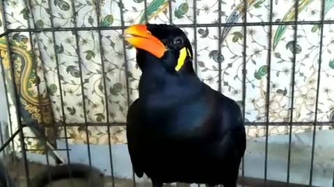 Mynah Bird Talking 'Awekku'