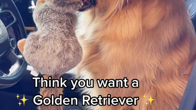 Think you want a Golden Retriever