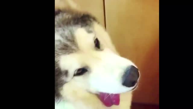 Funny Dog #1