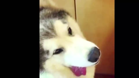 Funny Dog #1