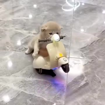 "Feline Freedom: Join the Purrr-fect Adventure on a Cat Ride Small Motor Cycle!"