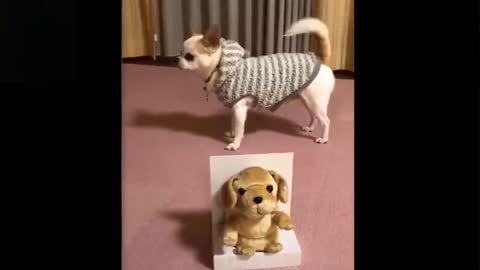 Cute & Funny Pets, Try Not To Laugh To These Pets 1