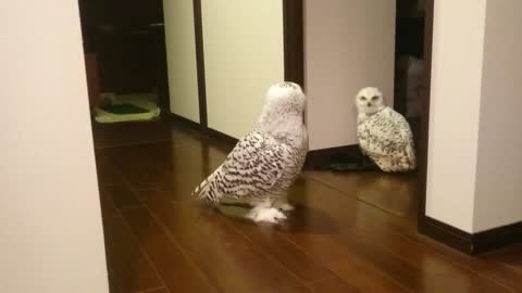 Snowyowl walk in the house