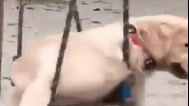 Funny &Cute Dog Video Compilation Pet Lover