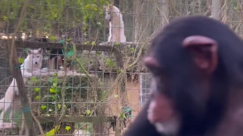 Funny moments animal