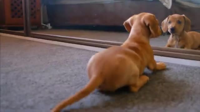 Funny dog playing with Mirrors