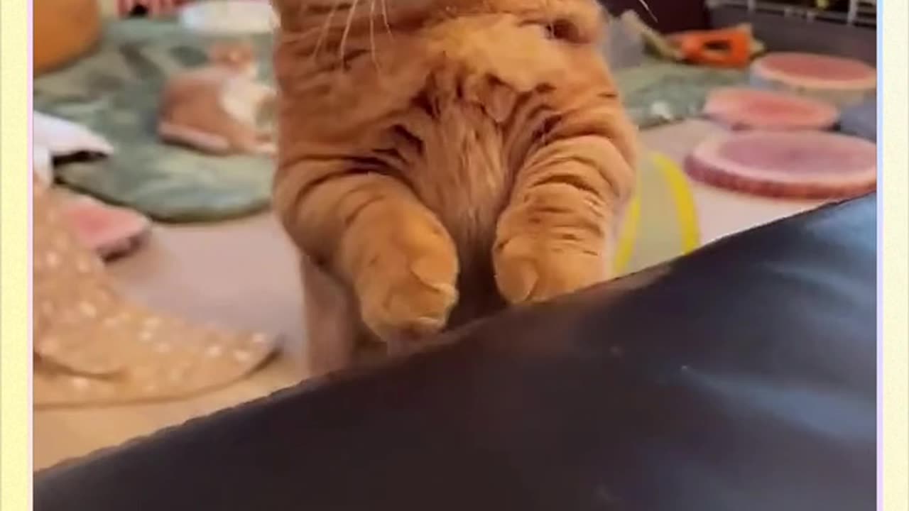 Cat Funny Video 🤣🤣