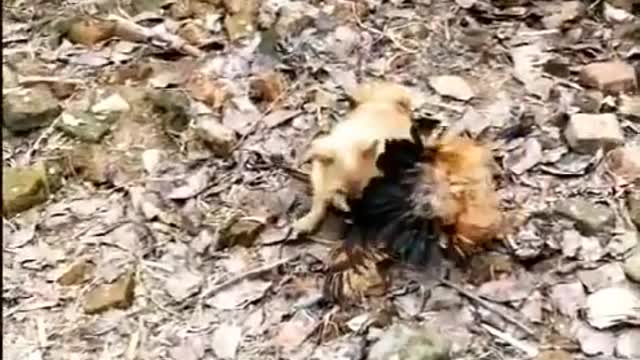 Chicken trying to earn respect from dog