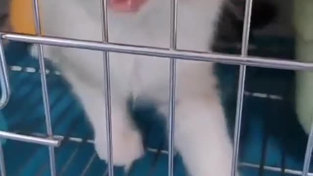 Sleeping kitten