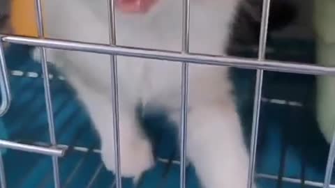 Sleeping kitten
