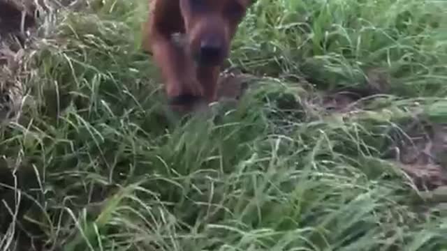 Brown hound dog running through tall grass in slowmo