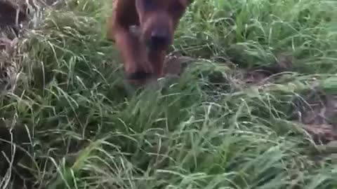 Brown hound dog running through tall grass in slowmo