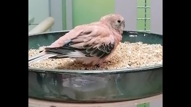 Canary