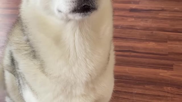 Cute dog