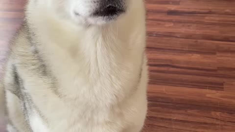 Cute dog