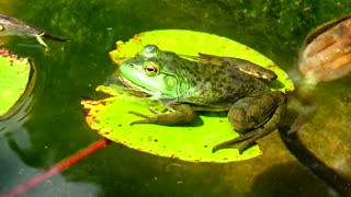 Bullfrog