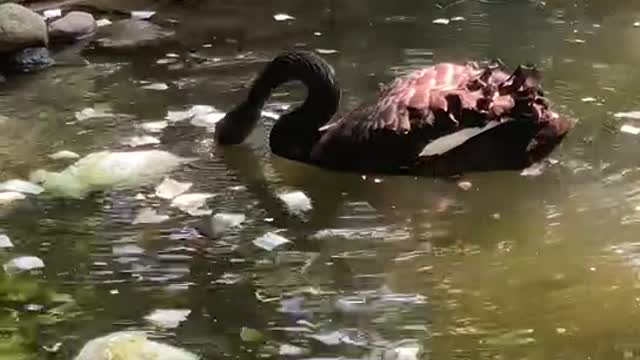 The goose is eating Chinese cabbage