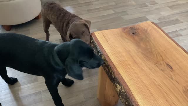 Moose and Bear Chew on Table