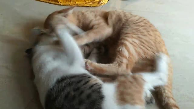 My couple cats having fun with fight. 😂