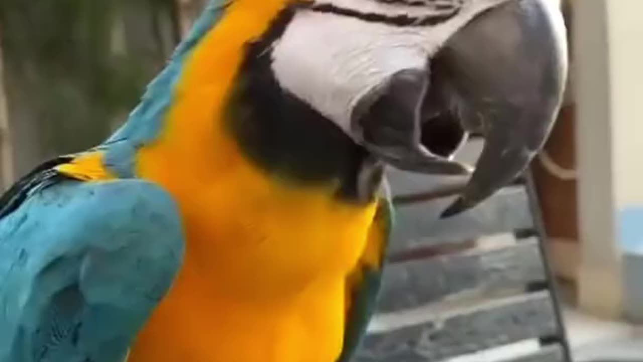 Blue & Gold Macaw 🦜 One Of The Most Beautiful Parrots In The World