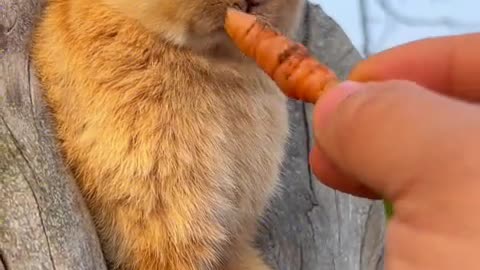 The mischievous little bunny doesn't want to eat vegetables today.