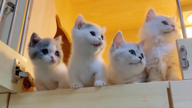 Cute cat