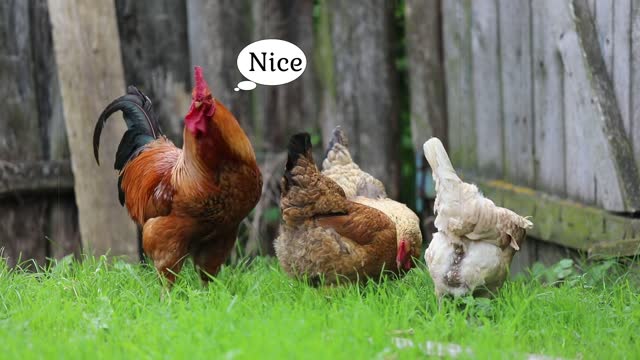 Billy Kasis, Video editor Fx and chickens!