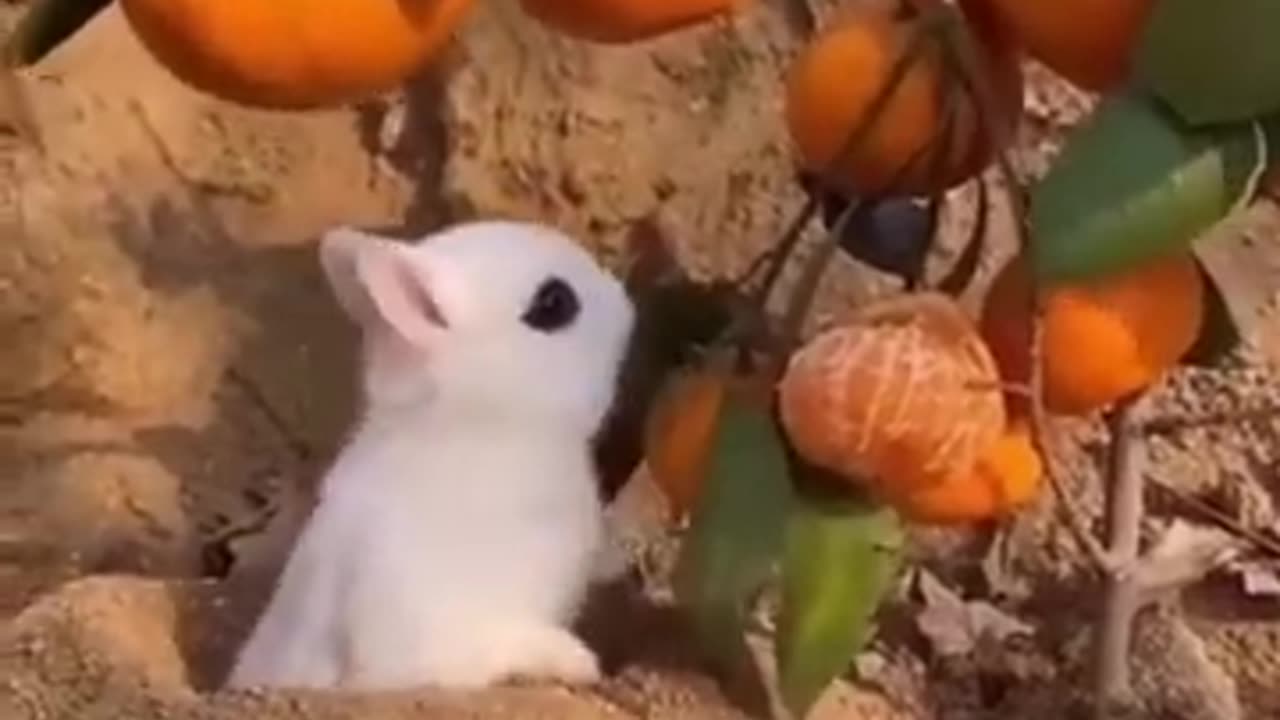 Best funny Animal video