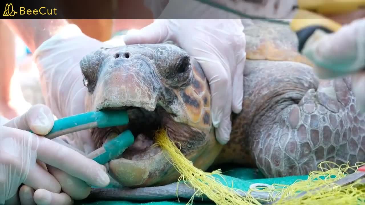 Saving some animals from certain death.